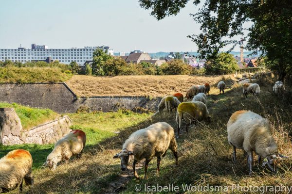 Landschappen-4-2